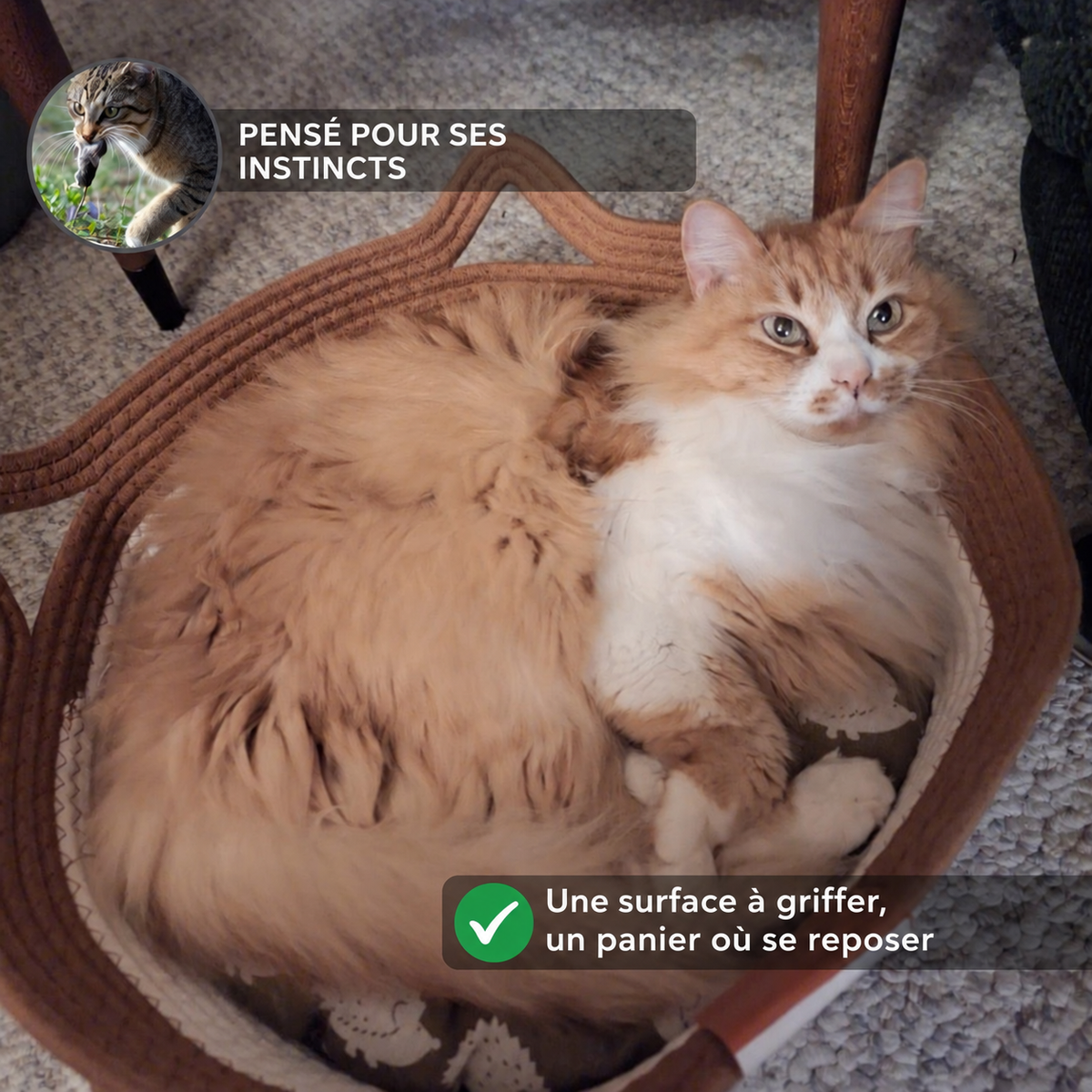 Chat roux dans son panier — grattage et repos