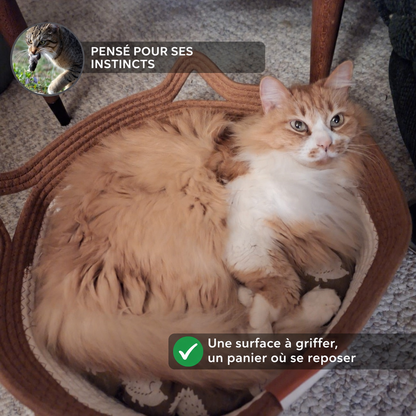 Chat roux dans son panier — grattage et repos