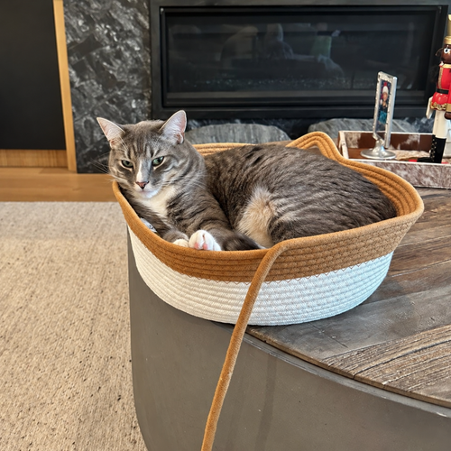 Chat installé dans un panier tressé marron et écru